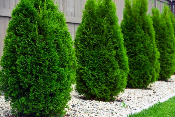 Arborvitae Planting in Valencia