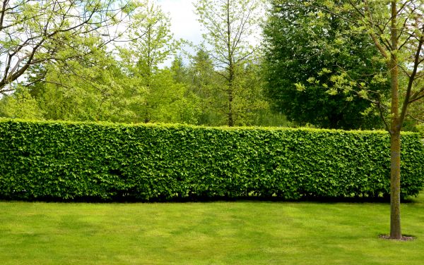 Hedge Planting in Valencia