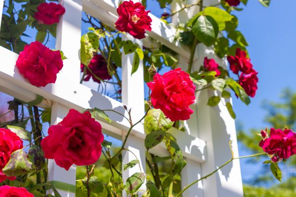 Home Gardening Service in Valencia