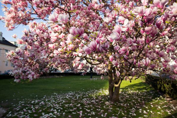 Magnolia Tree Planting in Valencia