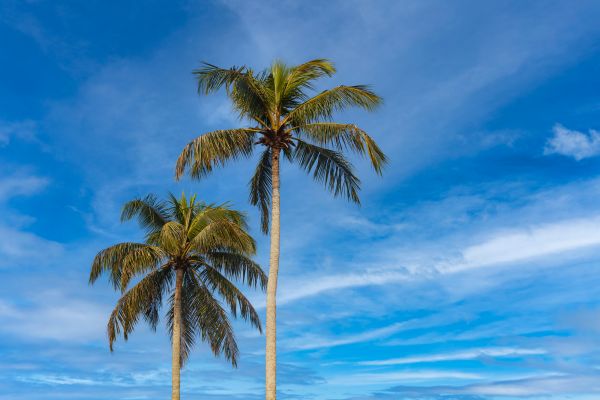 Palm Tree Planting in Valencia