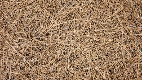 Pine Needles Delivery in Valencia