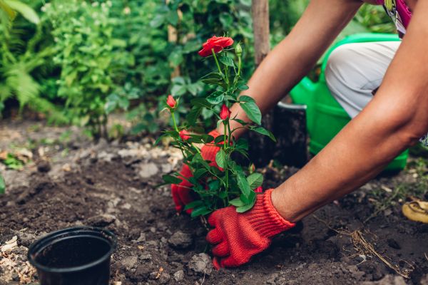 Planting Service in Valencia