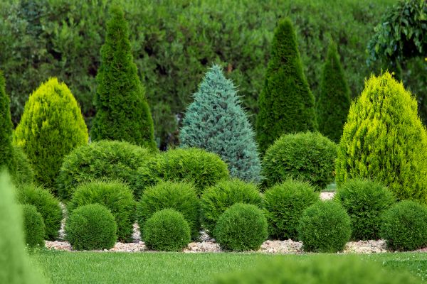 Shrub Replacement in Valencia