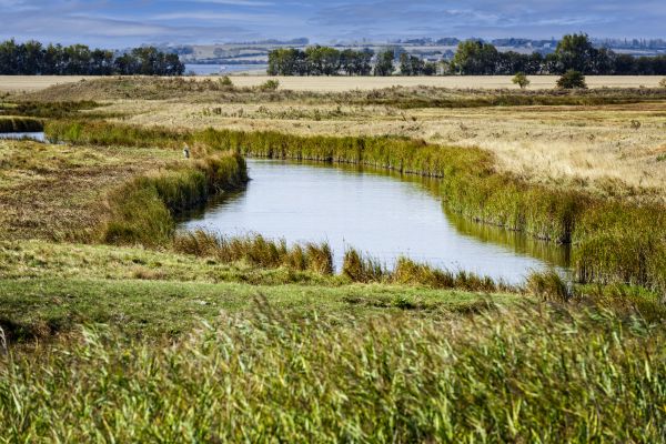 Swale Landscaping in Valencia