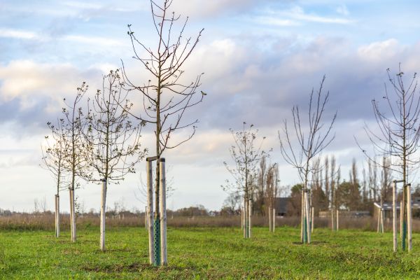 Tree Installation Service in Valencia