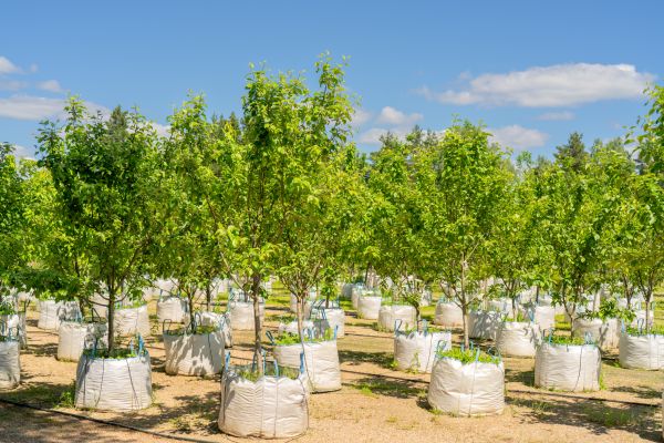 Tree Planting Service in Valencia