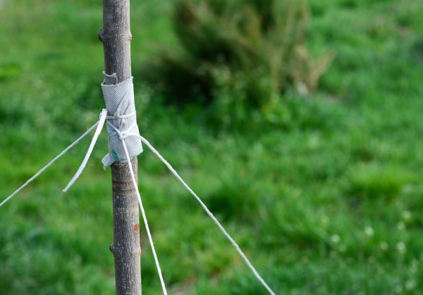 Tree Staking Service in Valencia