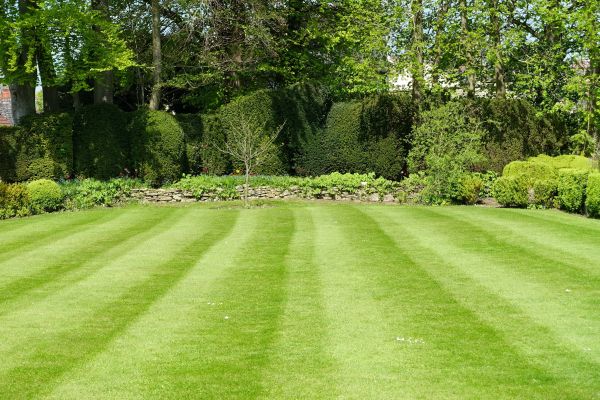 Lawn Renovation in Valencia