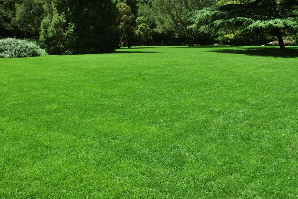 Lawn Landscaping in Valencia