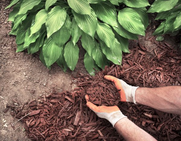 Shredded Mulch Service in Valencia