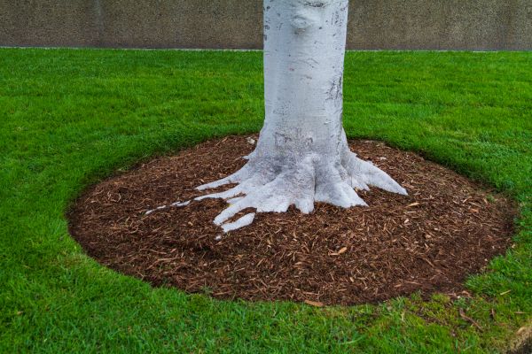 Brown Mulch Installation in Valencia