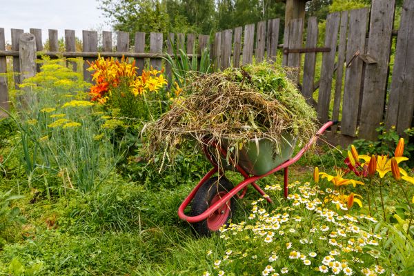 Garden Cleanup Service in Valencia