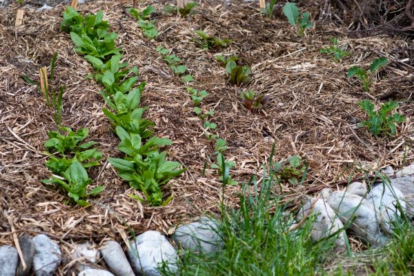 Mulch Service in Valencia