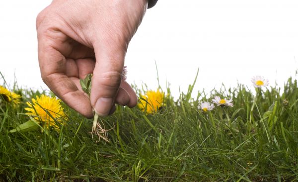 Lawn Weeding in Valencia