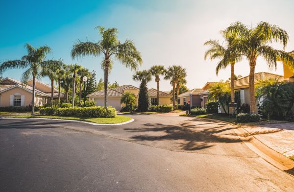 Palm Tree Landscaping in Valencia