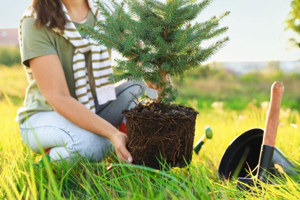 Spruce Tree Planting in Valencia