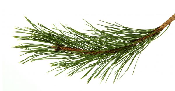 Pine Needles Installation in Valencia