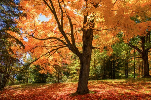 Maple Tree Planting in Valencia