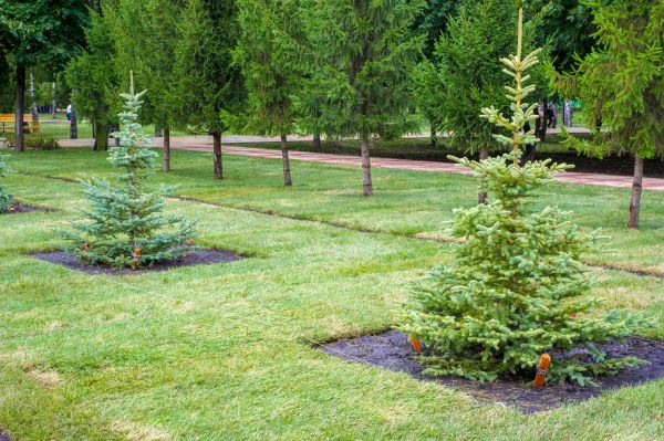 Privacy Trees Planting in Valencia