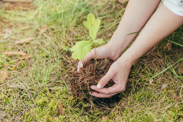 Oak Tree Planting in Valencia