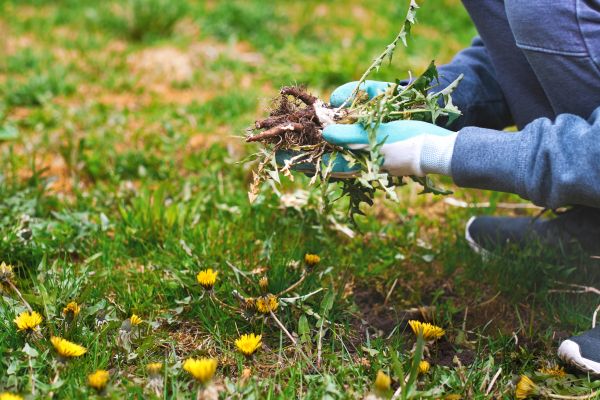 Flower Bed Clearing in Valencia
