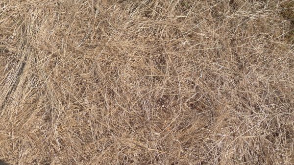 Pine Straw Replacement in Valencia