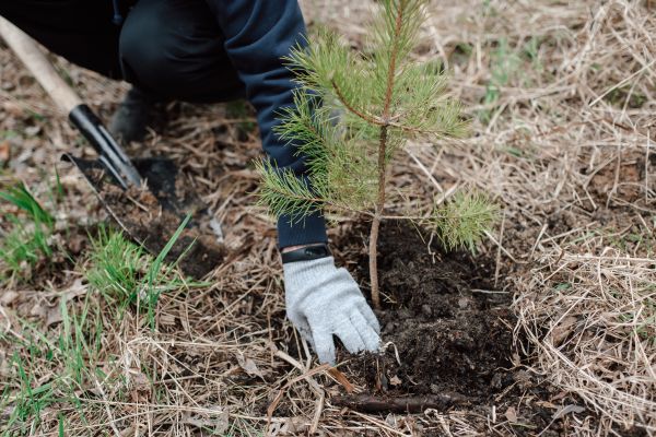 Pine Tree Planting in Valencia