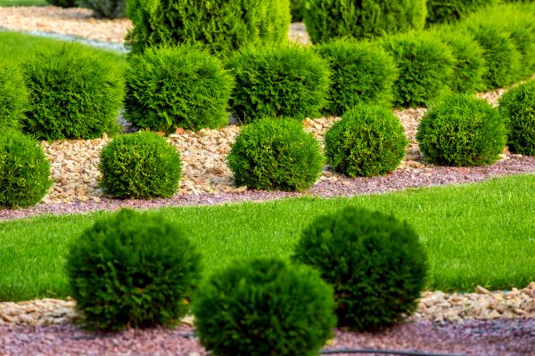 Bush Replacement in Valencia