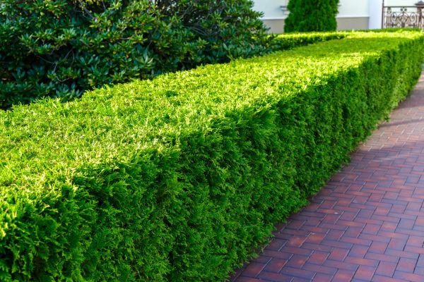 Hedge Installation in Valencia