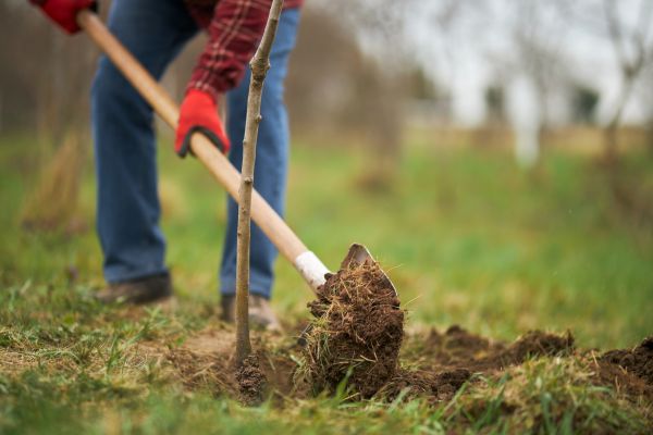 Trees Planting in Valencia