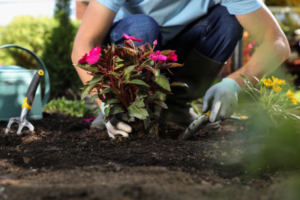 Plant Replacement in Valencia