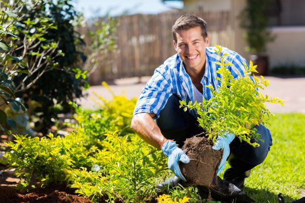 Shrub Landscaping in Valencia