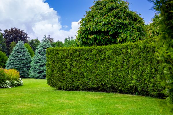 Hedge Landscaping in Valencia