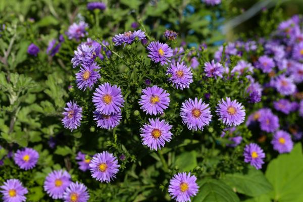 Perennial Flower Planting in Valencia