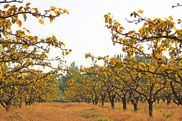 Pear Tree Planting in Valencia
