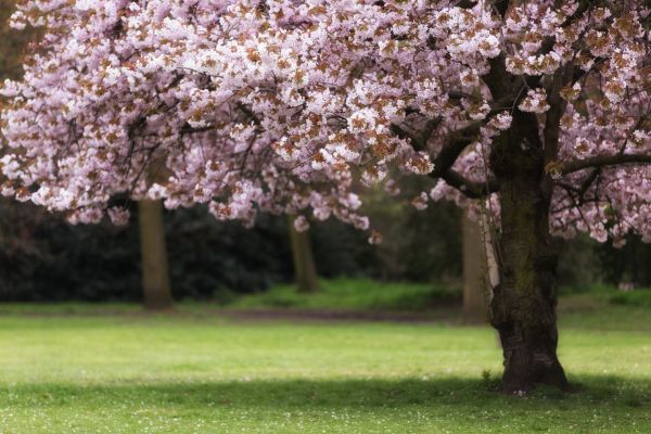 Cherry Tree Planting in Valencia