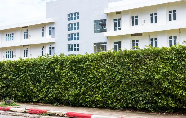 Privacy Landscaping in Valencia