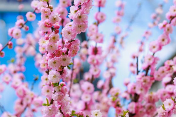 Japanese Cherry Tree Planting in Valencia