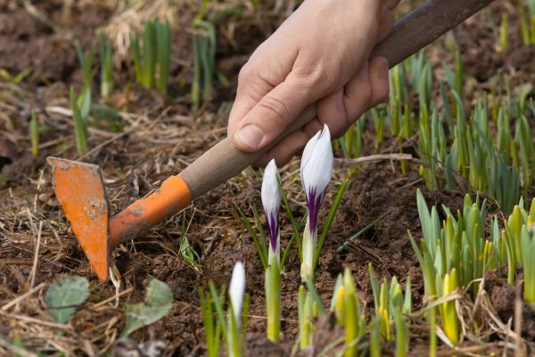Flower Garden Weeding in Valencia