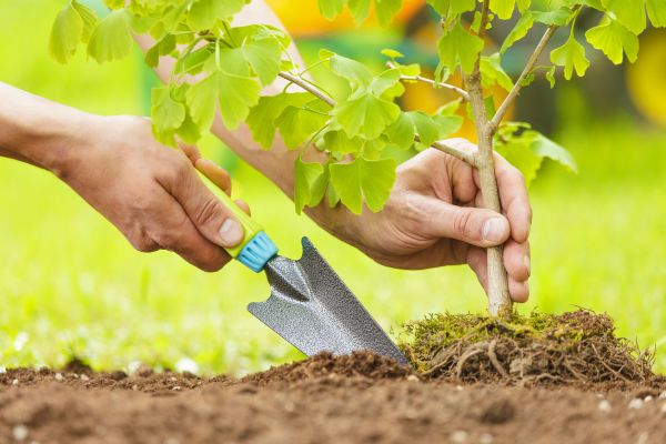 Fruit Tree Planting in Valencia