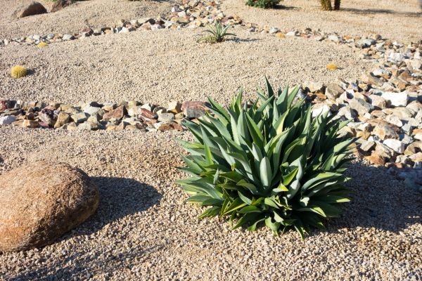 Xeriscaping Service in Valencia
