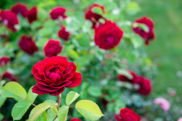 Rose Planting in Valencia