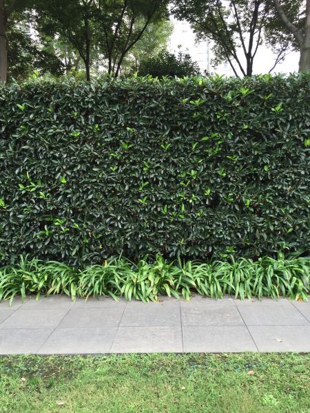 Privacy Shrub Planting in Valencia