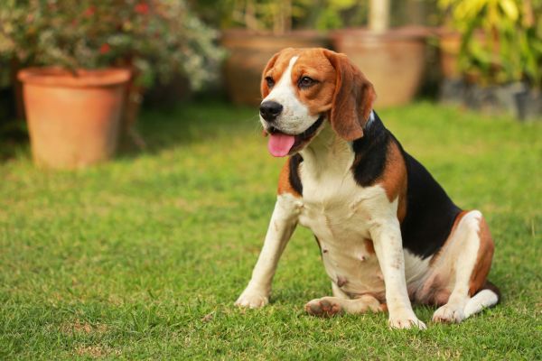 Dog Friendly Landscaping in Valencia