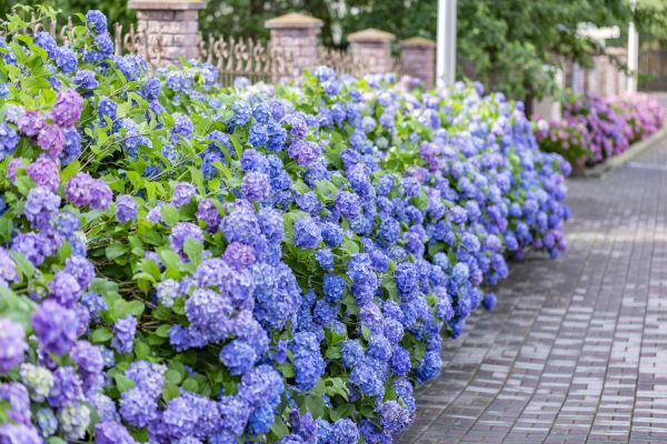 Hydrangea Landscaping in Valencia