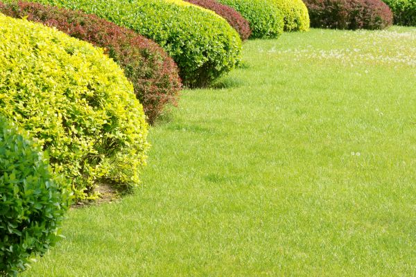 Shrubbery Planting in Valencia