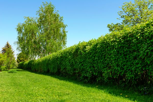 Hedge Replacement in Valencia