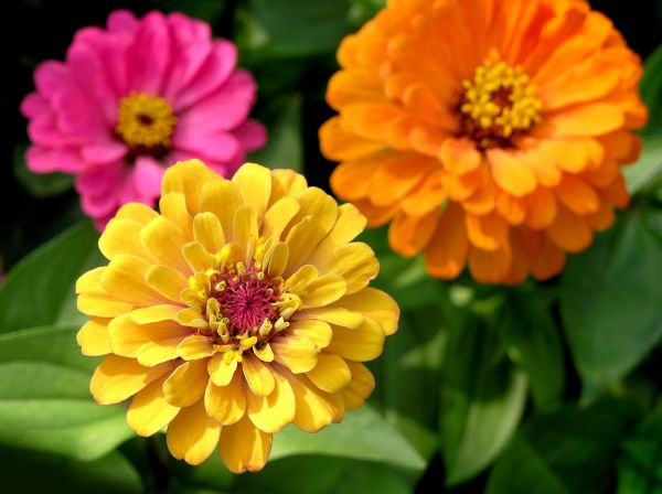Zinnia Planting in Valencia