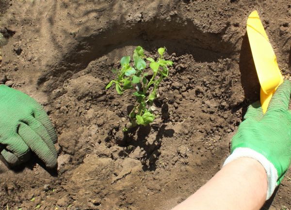 Rose Bush Planting in Valencia